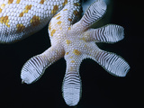 Tokay Gecko (Gecko Gecko) Details the Underside of Foot with Natural Adhesive Properties