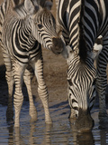 Burchell's Zebra (Equus Burchellii) Mother and Foal at Waterhole  Africa