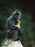 Crested Langur (Semnopithecus Cristatus) Female and Her Baby on a Rock