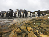 Molting King Penguins Stand in an Antarctic Stream