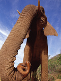 African Elephant (Loxodonta Africana) Tsavo East National Park  Kenya