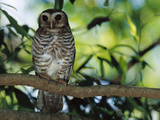 White-Browed Hawk Owl (Ninox Superciliaris) Perching  Bealoka Reserve  A1501Madagascar