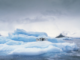 Adelie Penguin (Pygoscelis Adeliae) Group on Iceberg  Antarctic Peninsula