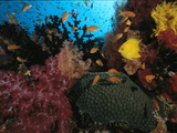 A Colorful Reef Scene with Soft and Hard Corals  and Schools of Fish