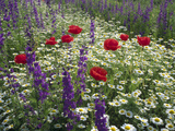 Meadow with Flowers Including Delphinium  Red Poppies and Daisies  Hungary