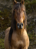 Wild Horse (Equus Caballus) in Open Grassland  Andes Mountains  Ecuador
