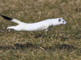 Short-Tailed Weasel (Mustela Erminea) Running  Bavaria  Germany