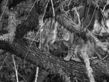 A Bobcat Takes Refuge in a Tree