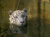 Melanistic or White Bengal Tiger (Panthera Tigris Tigris) Wading Through Water  Native to Asia