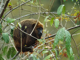 Brown Howler Monkey (Alouatta Fusca) Adult in Rainforest Tree  Brazil