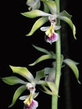 Orchid (Calanthe Tricarinata) Close-Up of Stem and Flower  Hailuogou Glacier  Sichuan  China