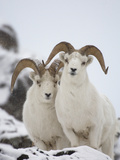Dall Sheep (Ovis Dalli) Rams  Yukon Territory  Canada