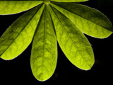 Close Up of a Cluster of Leaves