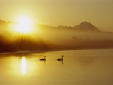 Trumpeter Swan (Cygnus Buccinator) Pair on Lake at Sunset  North America