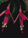 Fuschia (Fuschia Sp) Flowers Showing Pollen-Covered Anthers  Near Rio De Janeiro  Brazil