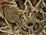 Eastern Diamondback Rattlesnake (Crotalus Adamanteus) Top-View