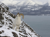Dall Sheep (Ovis Dalli) Ram  Yukon Territory  Canada