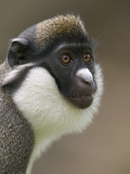 Lesser White-Nosed Monkey or Lesser Spot-Nosed Guenon (Cercopithecus Petaurista)