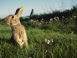European Rabbit (Oryctolagus Cuniculus) in a Meadow  France