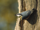 European or Wood Nuthatch (Sitta Europaea) on Tree Trunk  Europe