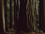 This Redwood Stand Is the Tallest Group in the World at over 350 Feet