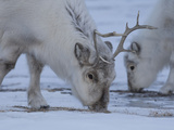 Two Reindeer Foraging Along Svalbard's Rocky Terrain