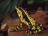 Harlequin Frog (Atelopus Varius) on Forest Floor  Amazon  Southeast Ecuador