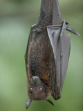 Large Flying Fox (Pteropus Vampyrus)