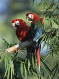 Red and Green Macaw (Ara Chloroptera) Pair  Pantanal  Brazil