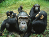Chimpanzee (Pan Troglodytes) Female Looking into the Camera Curiously