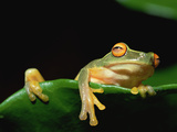 Orange-Eyed Tree Frog (Litoria Sp) Hanging over Edge of Leaf  Papua New Guinea