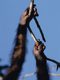Orangutan (Pongo Pygmaeus) Hand and Foot Holding on to Branch  Borneo