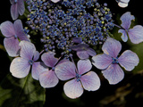 Close Up of Blue Hydrangea Flowers