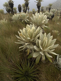 Paramo Flower (Espeletia Pycnophylla) in Paramo Habitat  El Angel Reserve  Ecuador