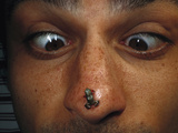 Frog (Brachycephalus Didactylus) the World's Smallest Frog  Brazil