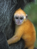 Crested Langur (Semnopithecus Cristatus) Baby Clinging to its Mother