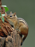 Eastern Chipmunk (Tamias Striatus) on Tree Stump  North America