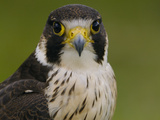 Peregrine Falcon (Falco Peregrinus)  Ecuador