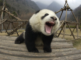Giant Panda (Ailuropoda Melanoleuca) Vocalizing and Playing on Structure