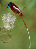 Madagascar Paradise Flycatcher (Terpsiphone Mutata) Tagged Red Male at Nest