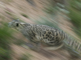 Snow Leopard (Uncia Uncia) Running  Endangered  Native to Asia and Russia