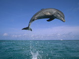 Bottlenose Dolphin (Tursiops Truncatus) Leaping Out of Water  Caribbean