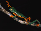 Splendid Leaf Frog (Agalychnis Calcarifer) Climbing on Plant Stem  Ecuador