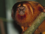 Golden Lion Tamarin (Leontopithecus Rosalia) in Tree  Atlantic Forest  Ilheus  Bahia  Brazil
