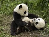 Giant Panda (Ailuropoda Melanoleuca) Two Cubs Playing  Wolong Nature Reserve  China
