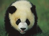 Giant Panda (Ailuropoda Melanoleuca) Endangered  of a One Year Old Cub