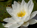 Close Up of a Water Lily Flower