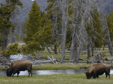 American Bison (Bison Bison) Pair Grazing  Yellowstone National Park  Wyoming