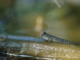 Mudskipper (Boleophtalmus Sp) Out of Water  Mahakam Delta  East Kalimantan  Indonesia