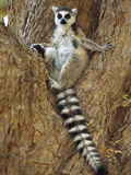 Ring-Tailed Lemur (Lemur Catta) Resting in Tree  Berenty Reserve  Madagascar